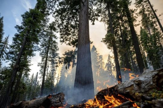 Grove Of Giant Sequoia Trees Threatened By Wildfire