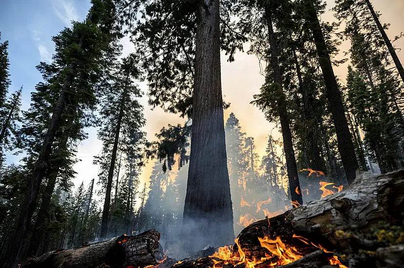 Grove Of Giant Sequoia Trees Threatened By Wildfire