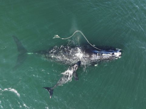 Weak Protection For Rare Whale Violates Law, Us Judge Says