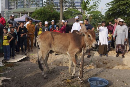 Indonesian Muslims Celebrate Eid Al-Adha Amid Outbreak Of Foot-And-Mouth Disease