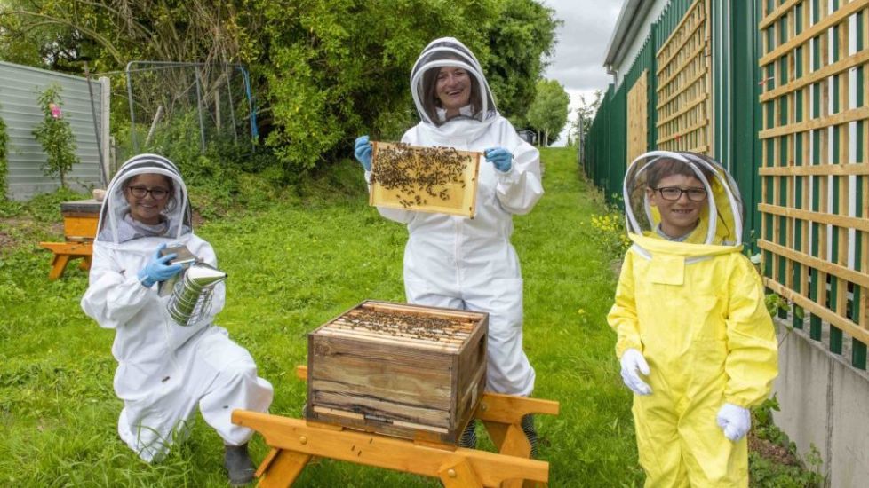 Cork Hospital Installs Hives To Ease Children’s Bee And Wasp Sting Fears