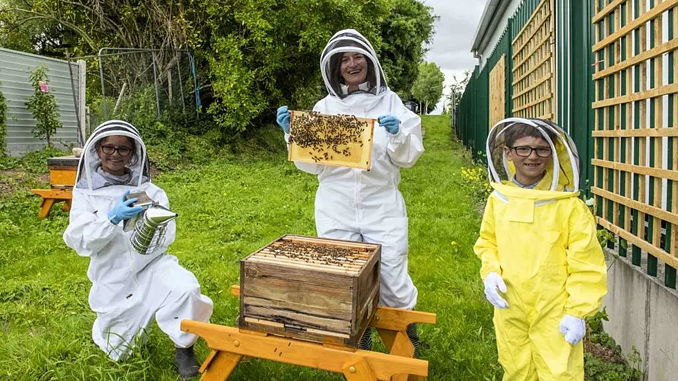 Cork Hospital Installs Hives To Ease Children’s Bee And Wasp Sting Fears