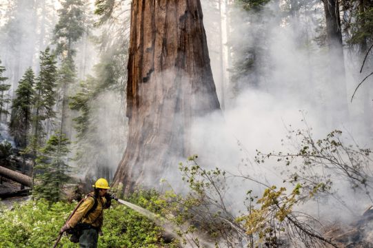 Firefighters Protect Giant Sequoias As Yosemite Blaze Spreads