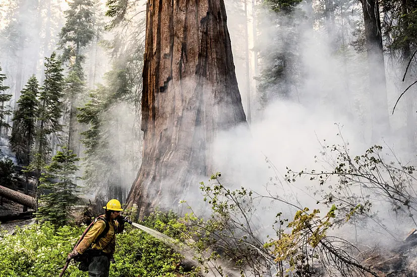 Firefighters Protect Giant Sequoias As Yosemite Blaze Spreads