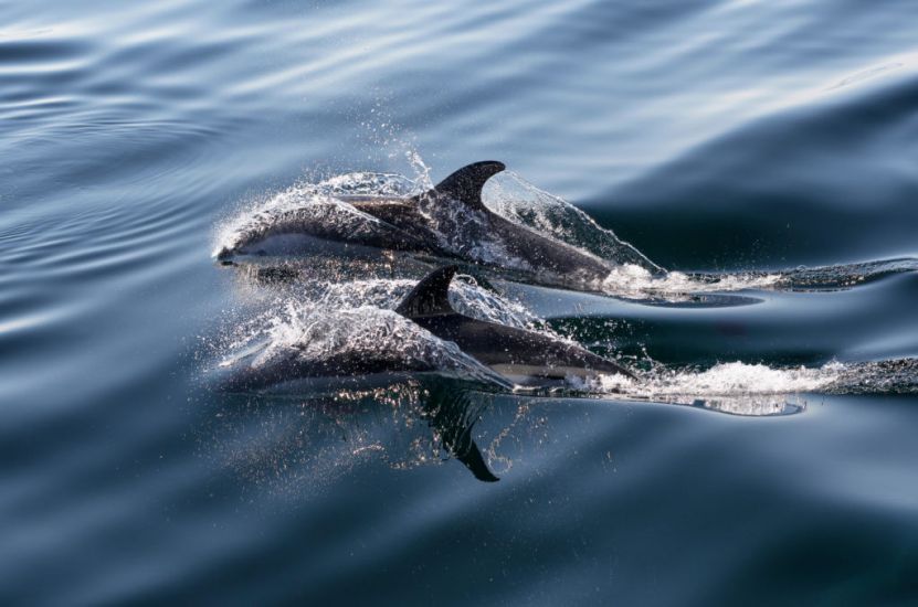 Faroe Islands Put A Cap On Dolphin Hunt After Huge 2021 Kill