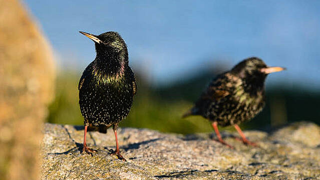 Wicklow Farmer Convicted After 'Astonishing Amount Of Poison’ Found In Dead Birds