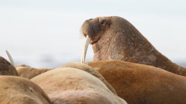 Scientists Head To Arctic To Check Citizens’ Count Of Walruses From Space