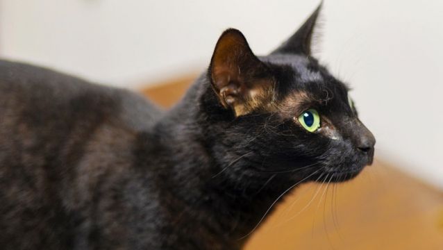 Rowdy The Cat Found Three Weeks After Us Airport Escape