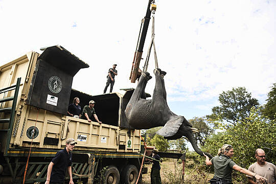 Malawi Moves Elephants From Overcrowded Park To Larger One