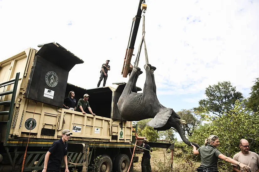 Malawi Moves Elephants From Overcrowded Park To Larger One