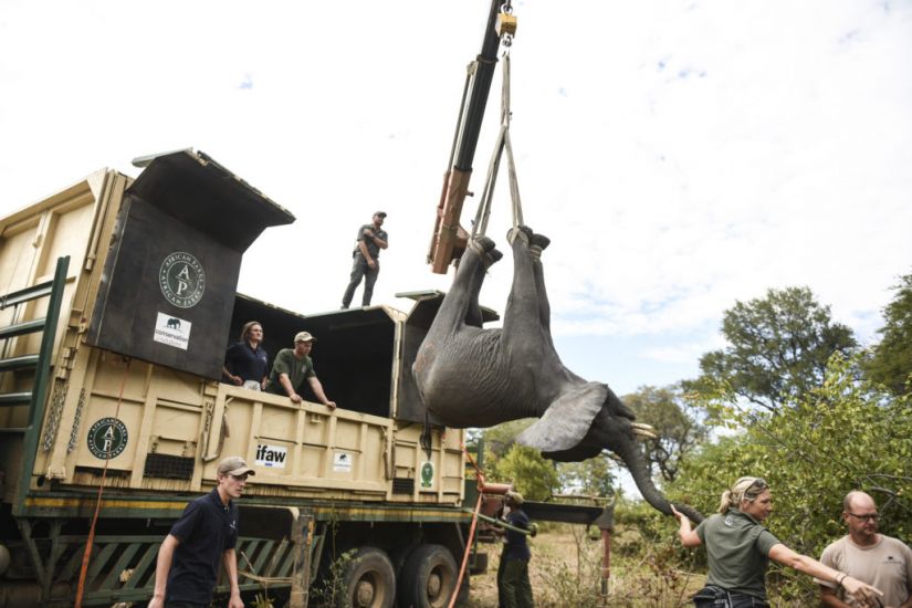 Malawi Moves Elephants From Overcrowded Park To Larger One