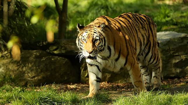 Dublin Zoo Disputes Allegations Of Mistreating Animals