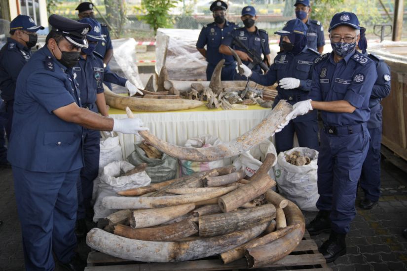 Malaysian Officials Seize African Elephant Tusks And Pangolin Scales Worth £15M
