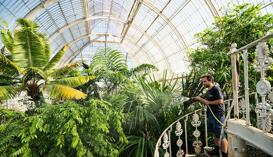 Tropical Greenhouse In London's Kew Gardens Cooler Than Outside