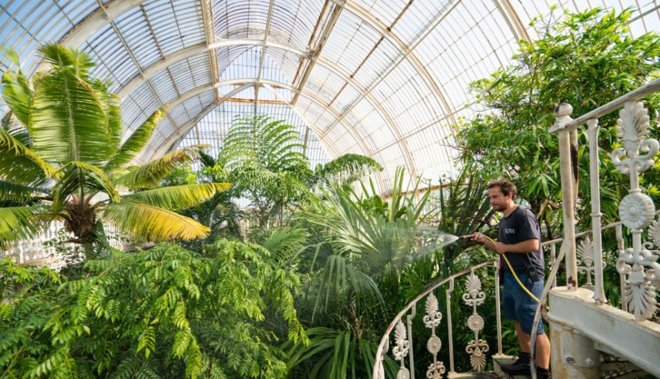 Tropical Greenhouse In London's Kew Gardens Cooler Than Outside