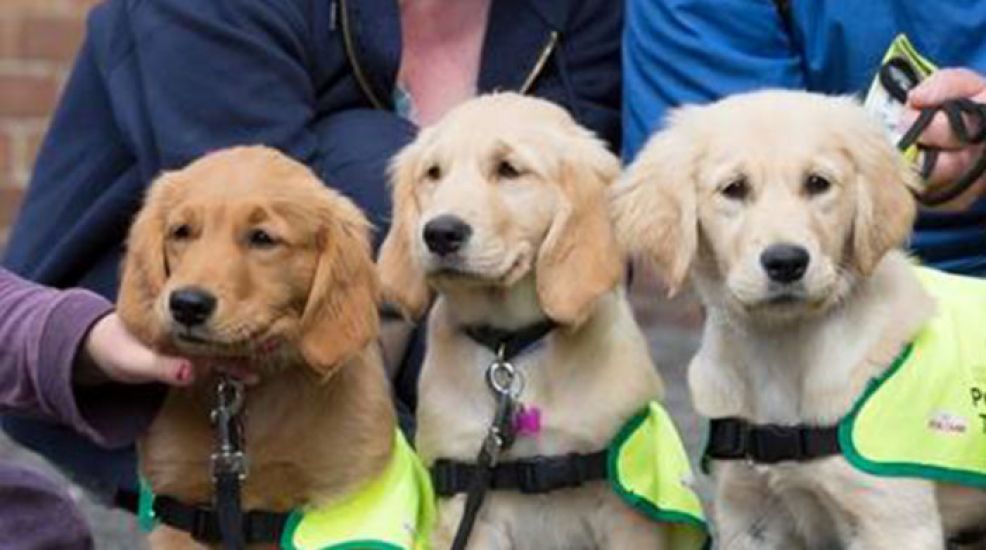 Irish Guide Dogs For The Blind Recruiting Puppy Raisers In Munster