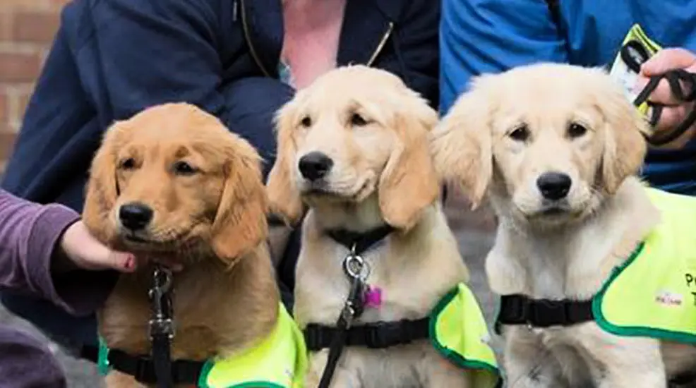 Irish Guide Dogs For The Blind Recruiting Puppy Raisers In Munster