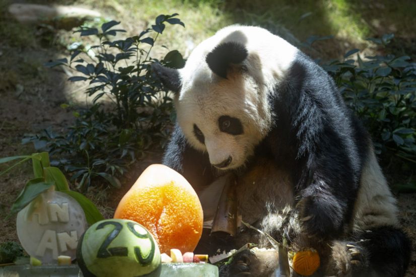 World’s Oldest Male Giant Panda Dies At Age 35 In Hong Kong