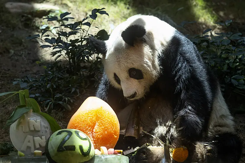 World’s Oldest Male Giant Panda Dies At Age 35 In Hong Kong