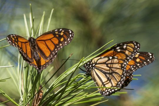 Beloved Monarch Butterflies Listed As Endangered