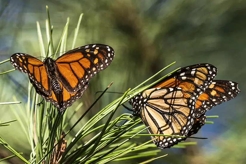 Beloved Monarch Butterflies Listed As Endangered