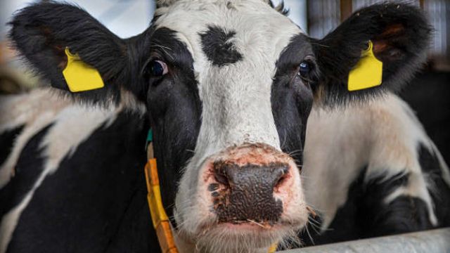 Methane Emissions From National Herd May Be Lower, Says Teagasc