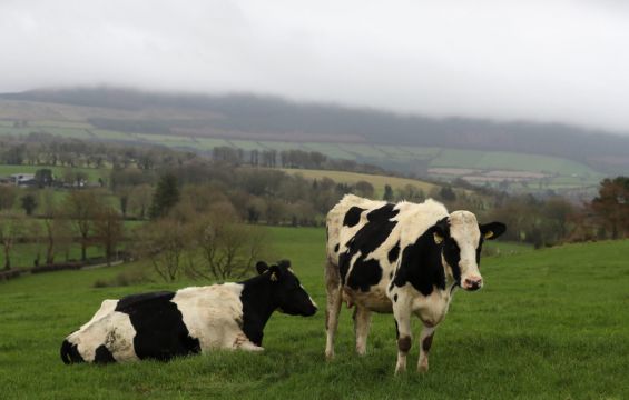 'Significant' Price Hikes Faced By Irish Dairy, Meat And Grain Producers - Cso