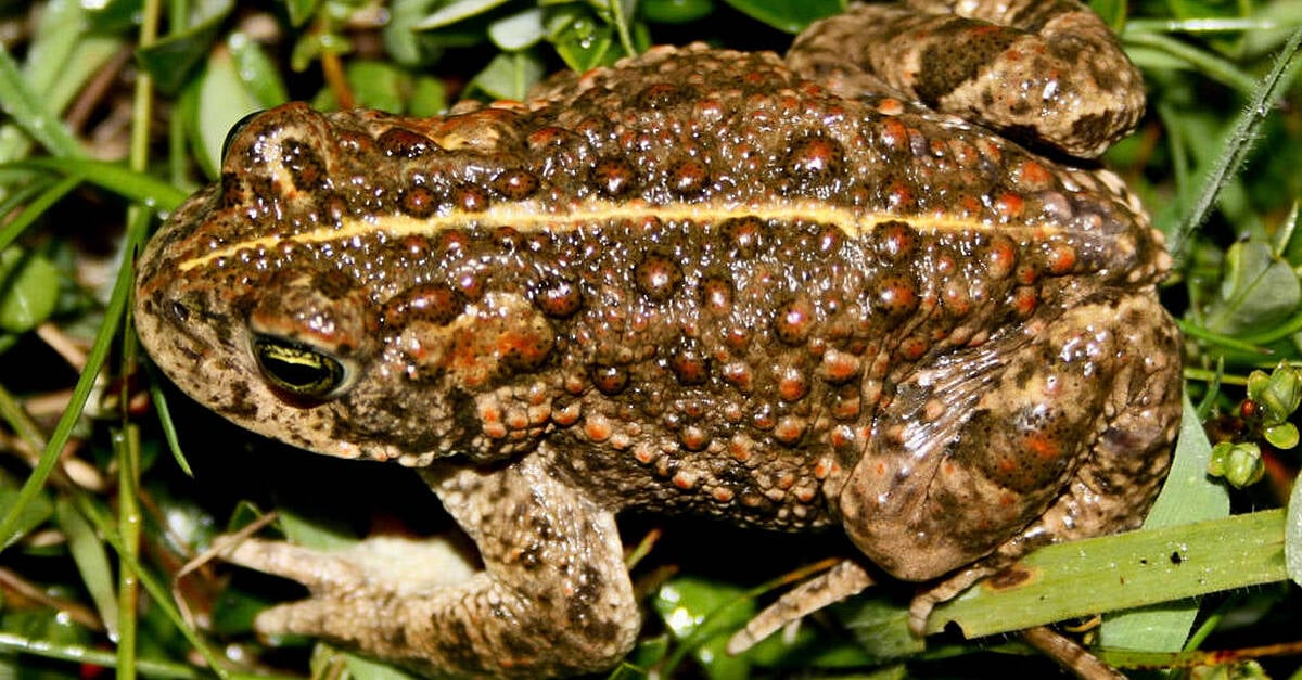 hundreds-of-endangered-natterjack-toadlets-released-into-the-wild-in-kerry