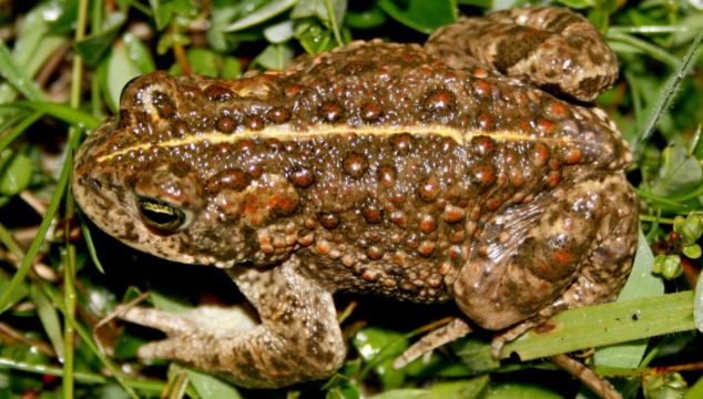Rescue Operation Takes Place In Kerry To Save Ireland's Only Native Toad