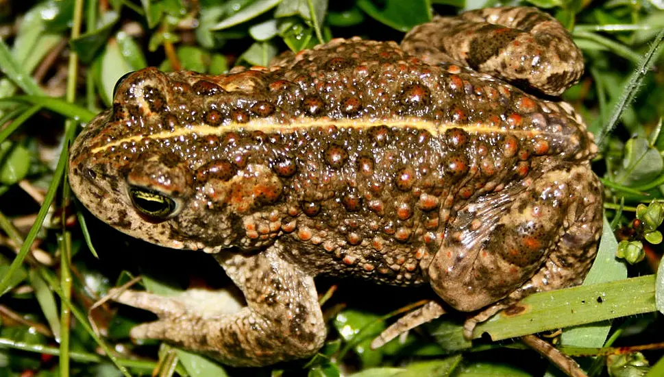 Hundreds Of Endangered Natterjack Toadlets Released Into The Wild In Kerry