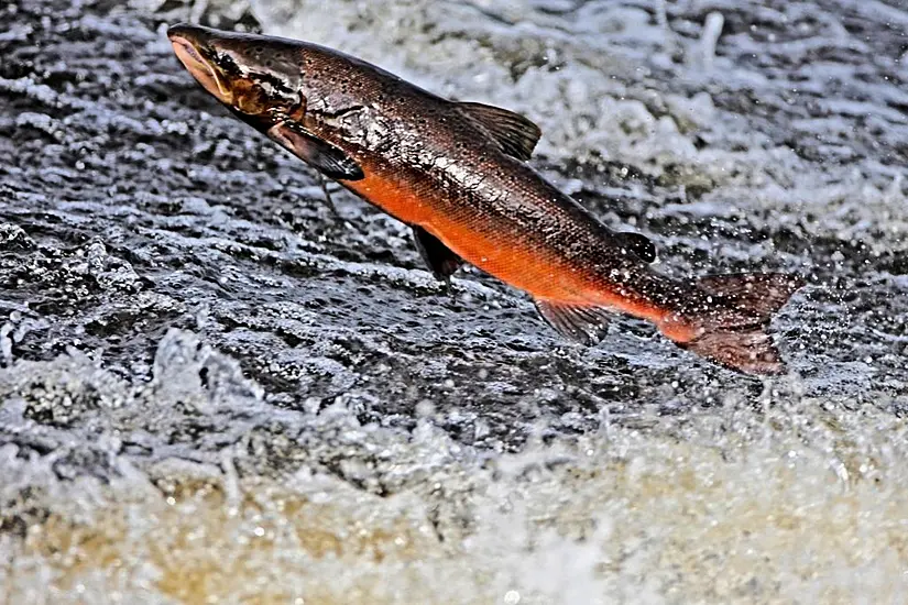 Us Could Demand Action On Dams To Save Last Atlantic Salmon