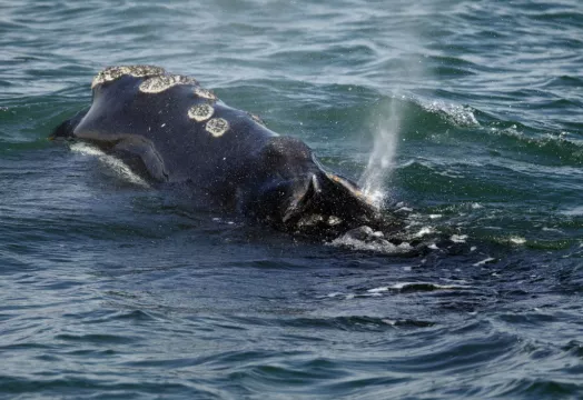 Vessels Must Slow Down To Save Whale Species From Extinction, Us Rules Say