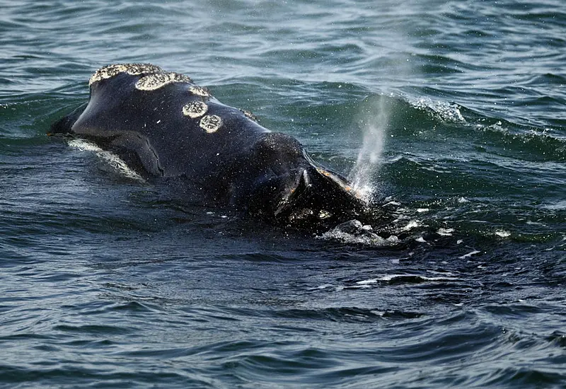 Vessels Must Slow Down To Save Whale Species From Extinction, Us Rules Say