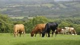 Agricultural Output Prices Sees Increase To Potatoes, Milk And Vegetables In July