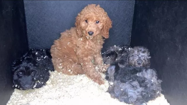 Police Seize 57 Puppies In Belfast Smuggled Across The Border
