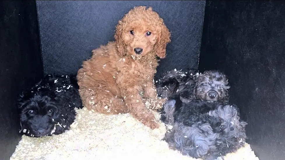 Police Seize 57 Puppies In Belfast Smuggled Across The Border