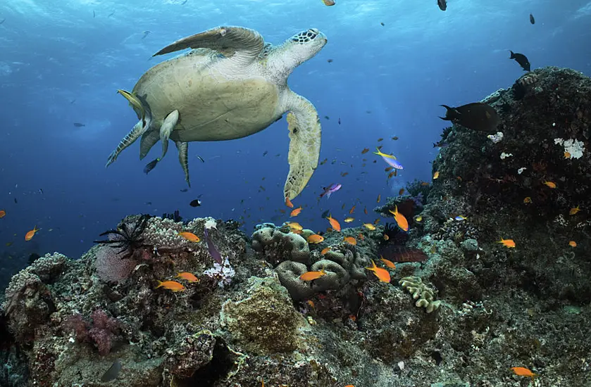 Australia To Protect Great Barrier Reef By Banning Coal Mine