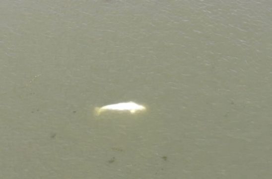 Beluga Whale Which Strayed Into France’s Seine River Not Accepting Food
