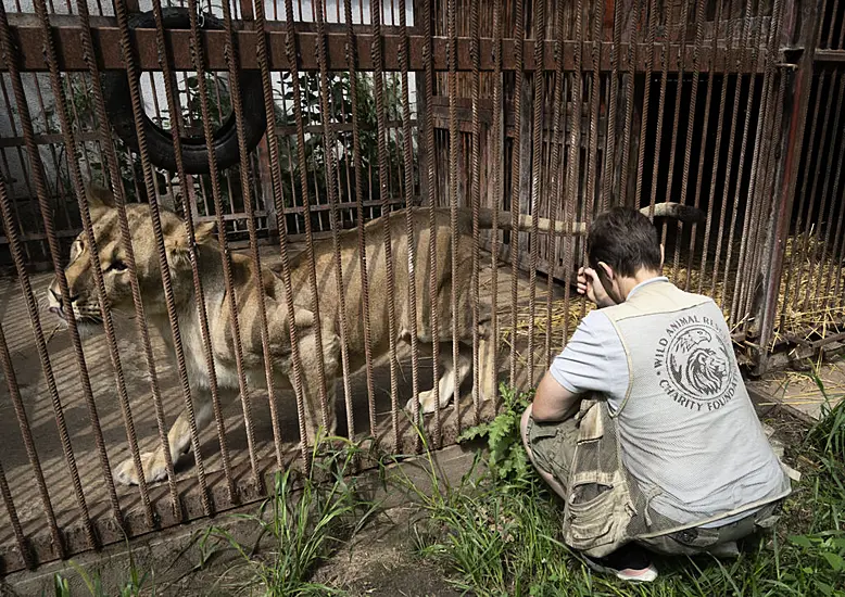 Woman Gives Shelter To Wild Animals And Pets In War-Torn Ukraine