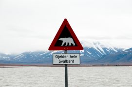 Tourist Injured In Polar Bear Attack On Norwegian Island