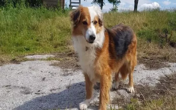 Galway Charity Inundated With Requests To Surrender Dogs