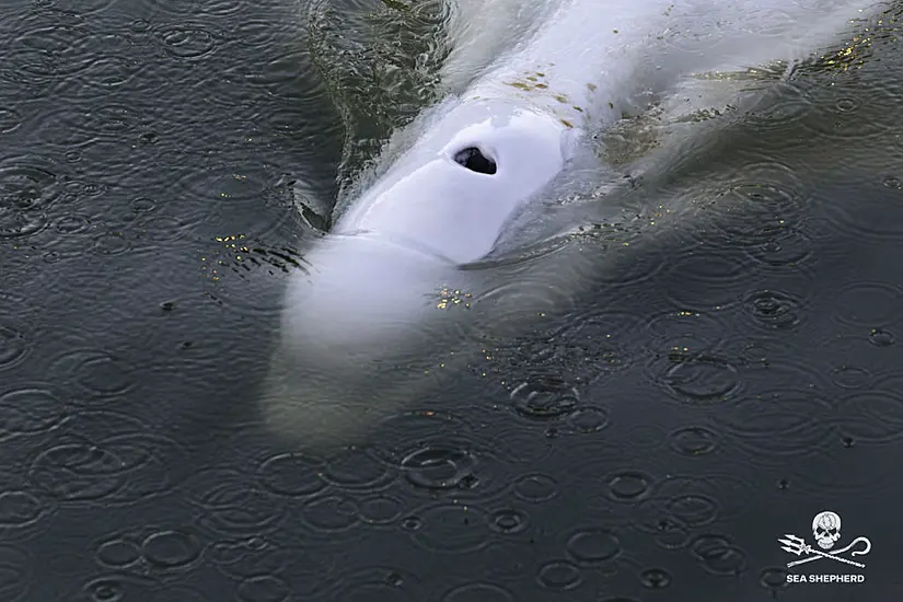 Rescuers To Move Whale Stranded In French River To Saltwater