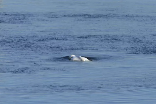 Beluga Whale Stranded In French River Dies, Authorities Say