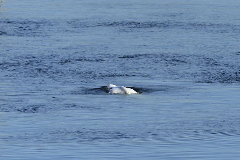 Beluga Whale Stranded In French River Dies, Authorities Say