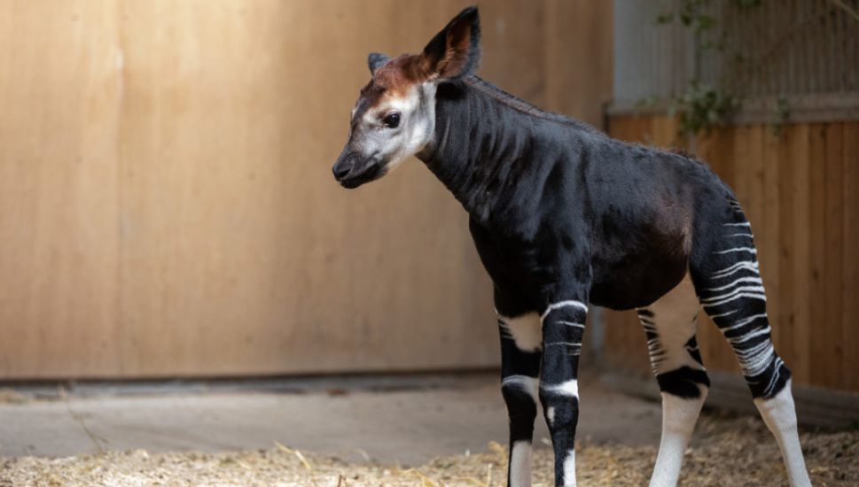 Endangered Okapi Calf Born At Dublin Zoo