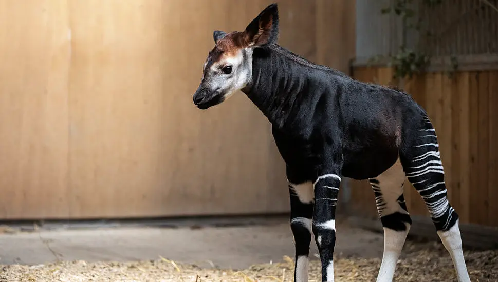 Endangered Okapi Calf Born At Dublin Zoo