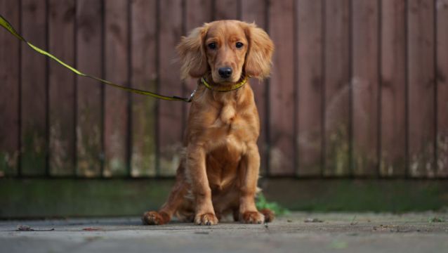 Figures Show 20% Decrease In Dogs Entering Irish Pounds