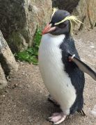 Penguin Killed By Fox In Zoo Enclosure