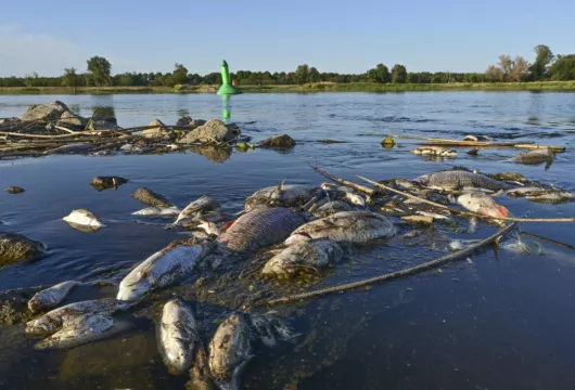 ‘Huge’ Amounts Of Chemical Waste Dumped Into River In Poland