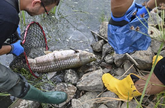 High Salinity Found In European River After Mass Fish Die-Off
